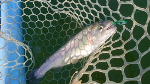 ニジマスの釣果