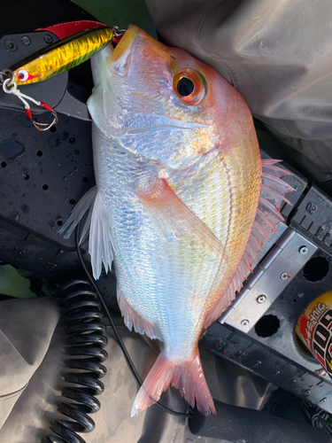 レンコダイの釣果