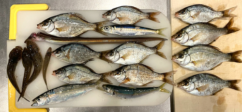 アナゴの釣果