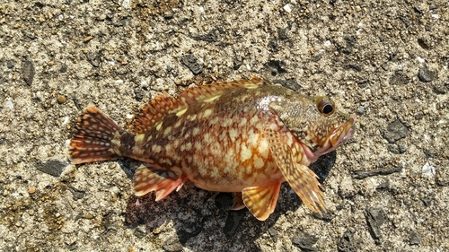 アラカブの釣果