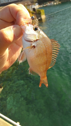 チャリコの釣果