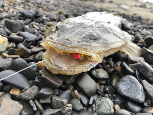 マゴチの釣果