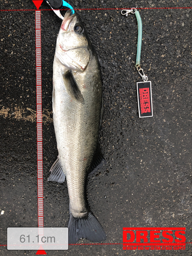 シーバスの釣果