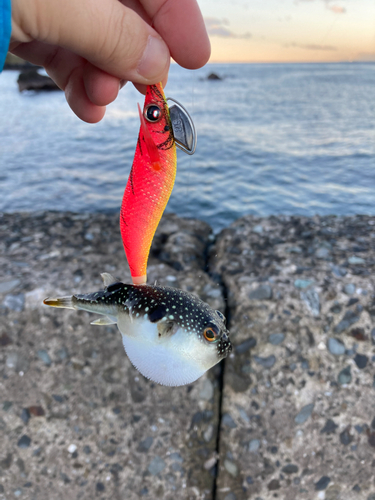 クロメバルの釣果