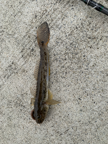 マハゼの釣果