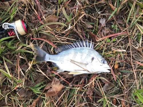 メイタの釣果