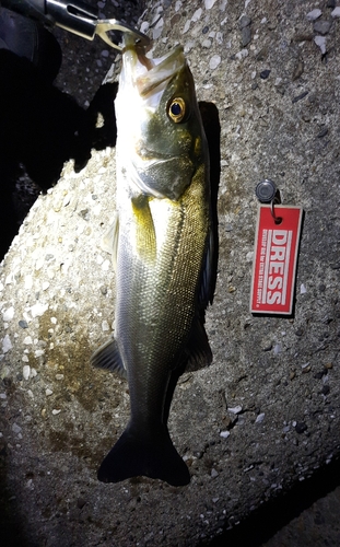 シーバスの釣果