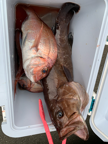 マハタの釣果