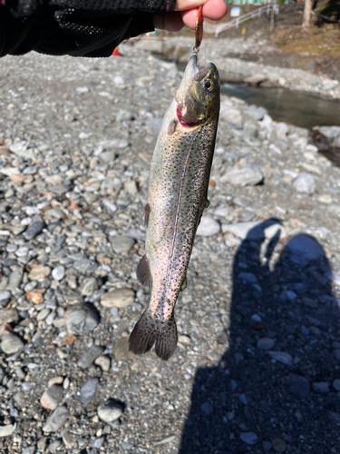 ニジマスの釣果