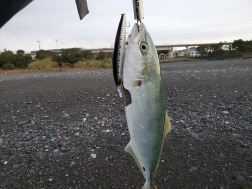 ワカナゴの釣果