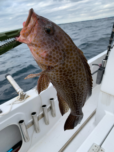 オオモンハタの釣果