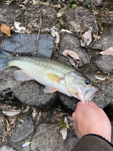 ブラックバスの釣果