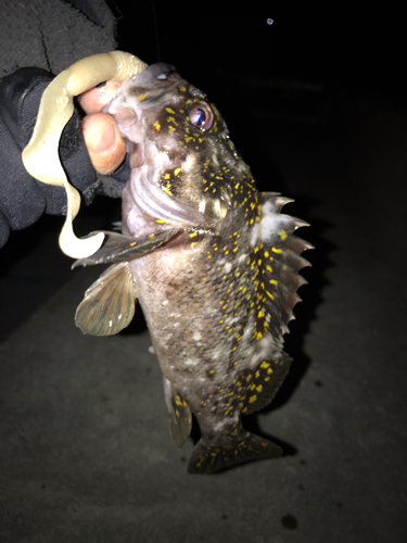 オウゴンムラソイの釣果