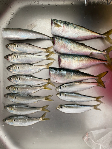 コハダの釣果