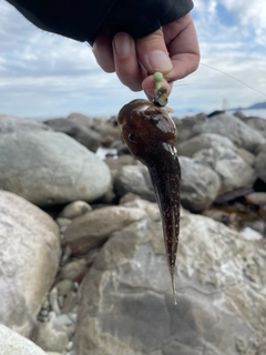 ハゼの釣果