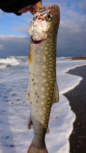 アメマスの釣果