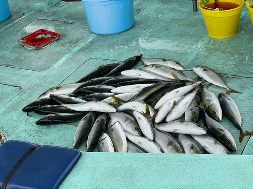 ハマチの釣果