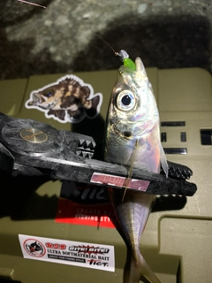 マアジの釣果