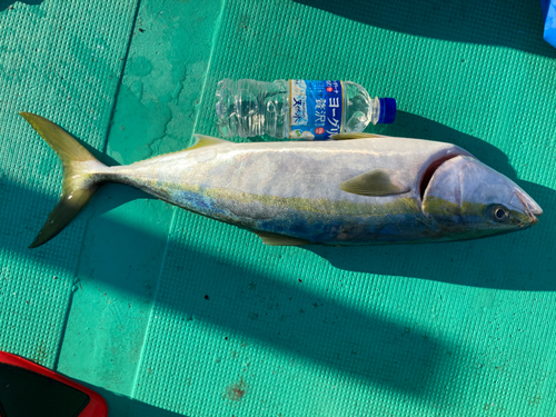 ハマチの釣果