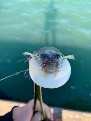 コモンフグの釣果