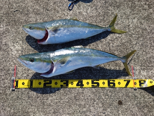 ハマチの釣果