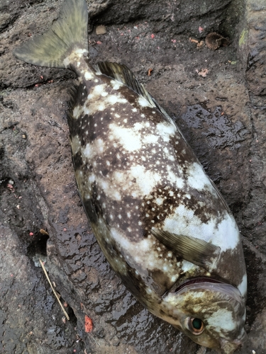 アイゴの釣果