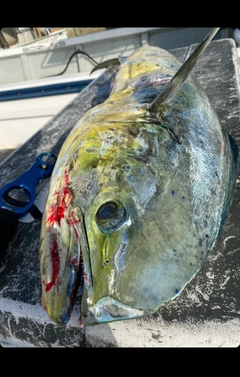 シイラの釣果