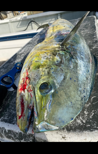 シイラの釣果