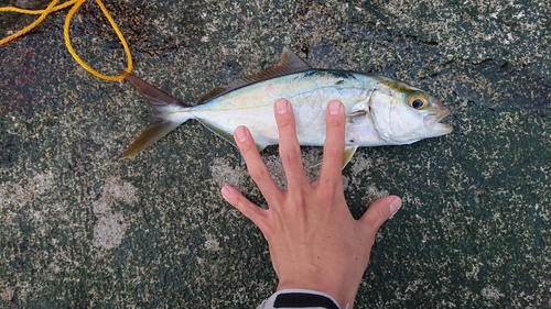 カンパチの釣果