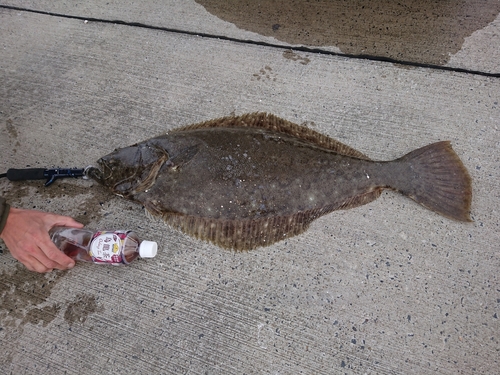 ヒラメの釣果