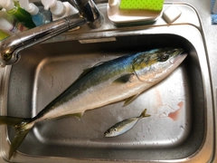 ブリの釣果