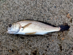 イシモチの釣果