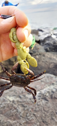 カニの釣果