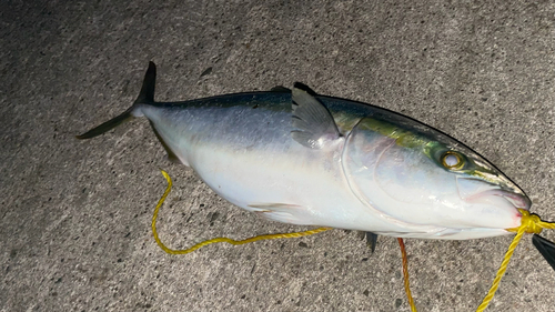 イナダの釣果