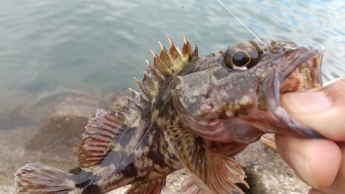 ガシラの釣果