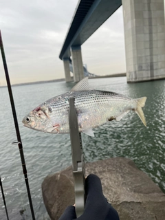 コノシロの釣果