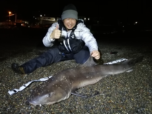 ドチザメの釣果