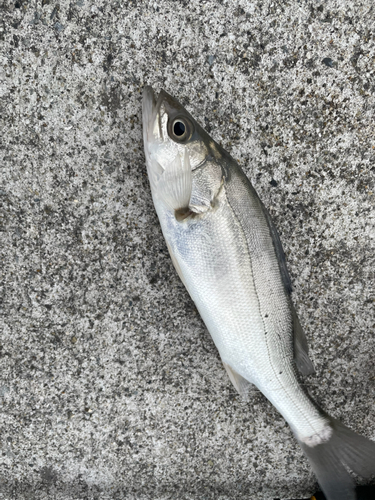 スズキの釣果