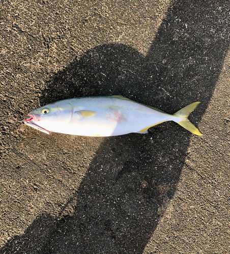 ツバスの釣果