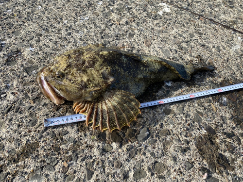 マカジカの釣果