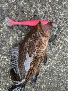 オオモンハタの釣果