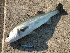 セイゴ（マルスズキ）の釣果