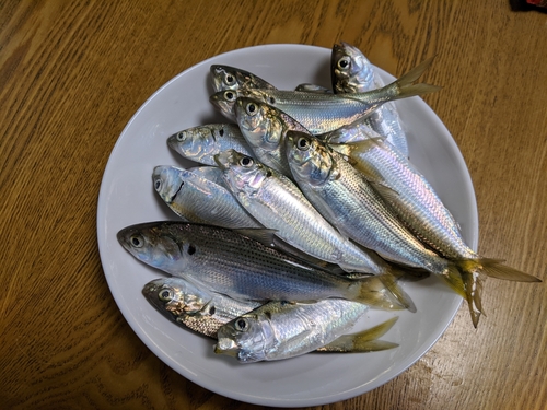 サッパの釣果