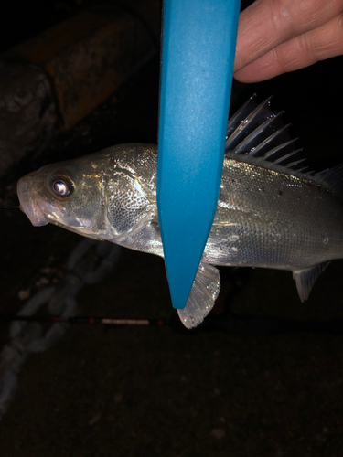 セイゴ（マルスズキ）の釣果