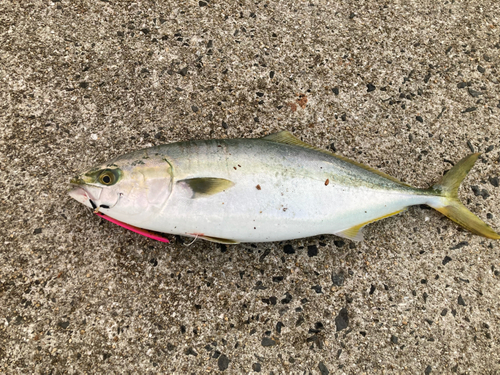 ハマチの釣果