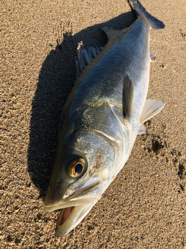 スズキの釣果