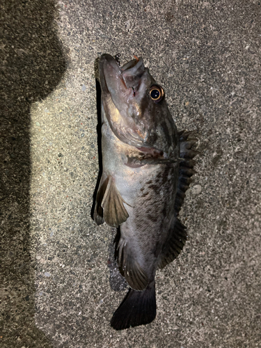 クロソイの釣果