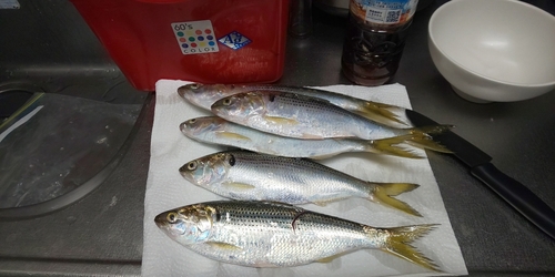 コノシロの釣果