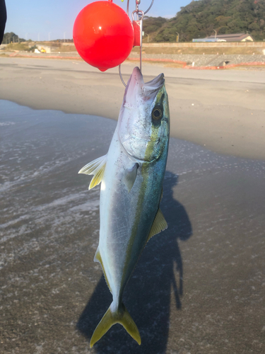 ハマチの釣果