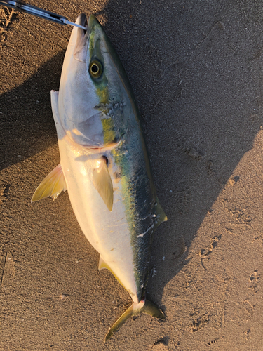 ブリの釣果